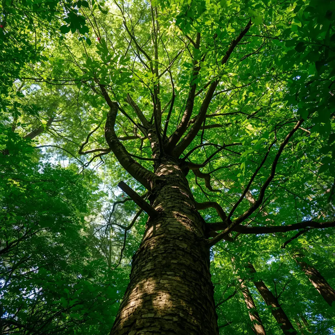 Élagage professionnel par Kyxrelynkhel